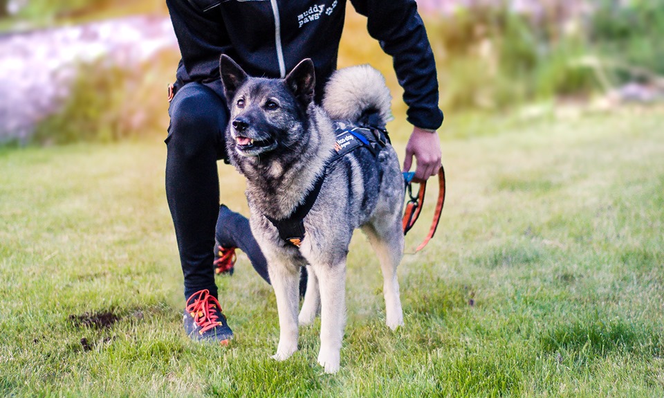 racedog1